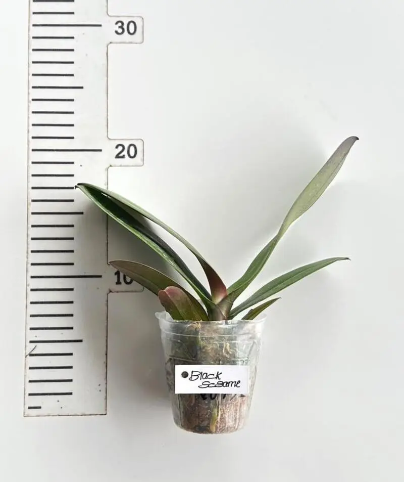 Phalaenopsis Black Sesame Blooming Size - Image 2
