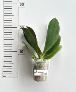 Alternative view of Phalaenopsis Crimson Splash Blooming Size