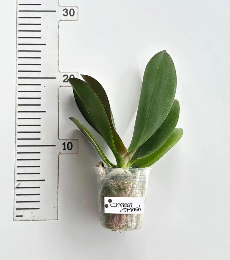Phalaenopsis Crimson Splash Blooming Size - Image 2