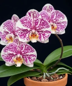 Phalaenopsis Crimson Splash Blooming Size