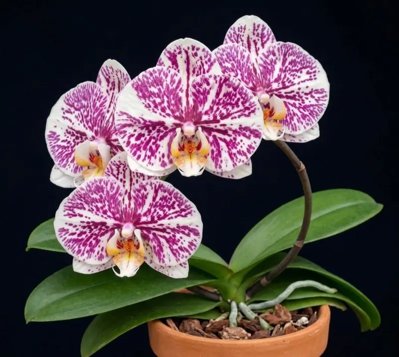 Phalaenopsis Crimson Splash Blooming Size