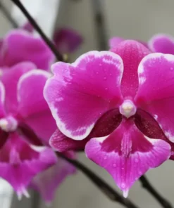 Phalaenopsis Bro Yong Blooming Size