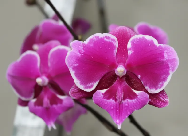 Phalaenopsis Bro Yong Blooming Size