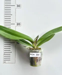 Alternative view of Phalaenopsis Bro Yong Blooming Size