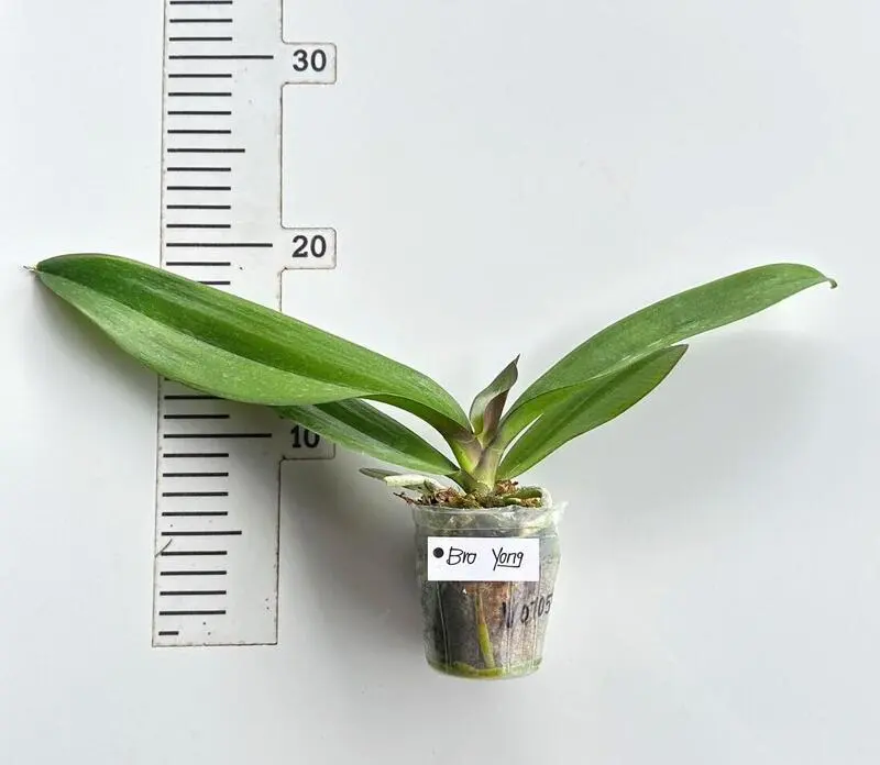 Phalaenopsis Bro Yong Blooming Size - Image 2