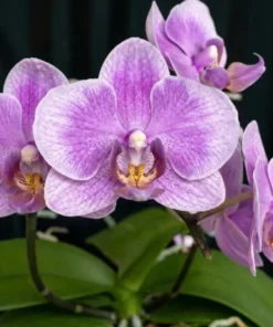 Phalaenopsis Sweet Violet Blooming Size