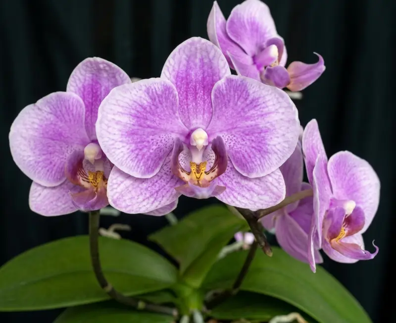 Phalaenopsis Sweet Violet Blooming Size