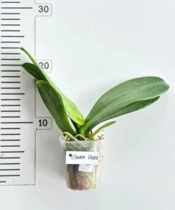Alternative view of Phalaenopsis Sweet Violet Blooming Size
