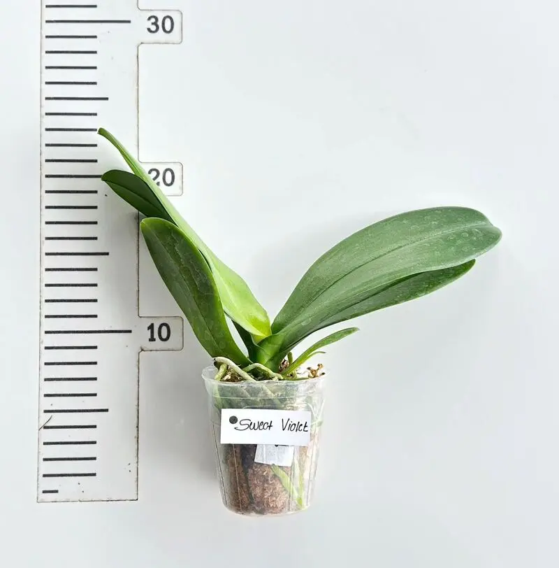 Phalaenopsis Sweet Violet Blooming Size - Image 2