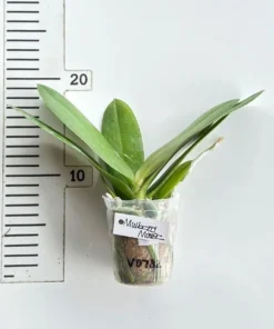 Alternative view of Phalaenopsis Mulberry Mouse Blooming Size
