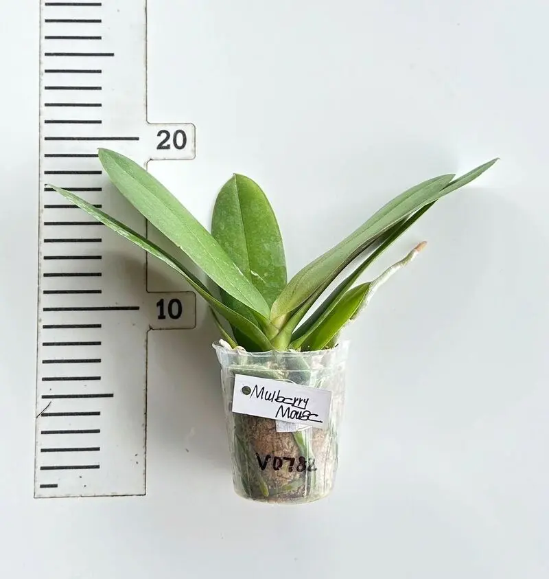 Phalaenopsis Mulberry Mouse Blooming Size - Image 2