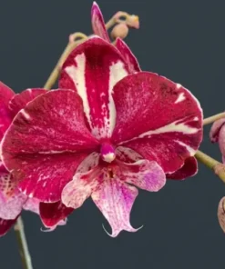 Phalaenopsis Mulberry Mouse Blooming Size