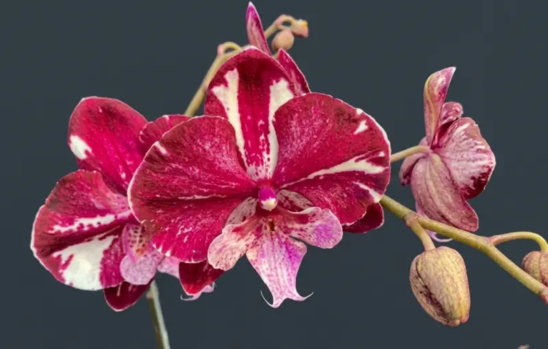 Phalaenopsis Mulberry Mouse Blooming Size