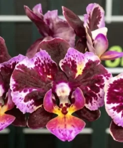 Phalaenopsis Nocturne Blaze Blooming Size