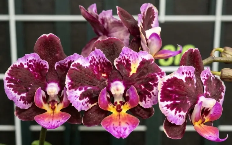 Phalaenopsis Nocturne Blaze Blooming Size