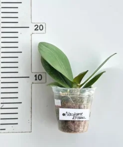 Alternative view of Phalaenopsis Nocturne Blaze Blooming Size