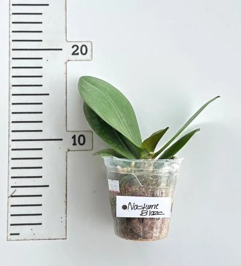 Phalaenopsis Nocturne Blaze Blooming Size - Image 2