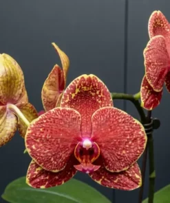 Phalaenopsis Fire Burst Blooming Size