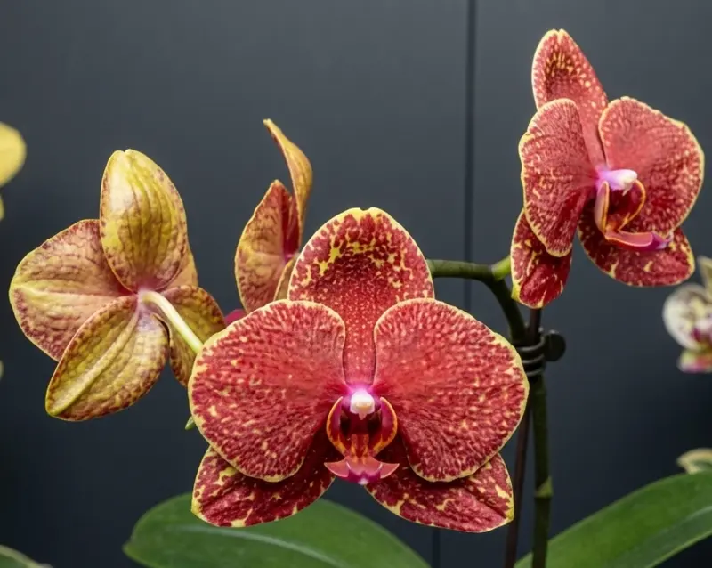 Phalaenopsis Fire Burst Blooming Size