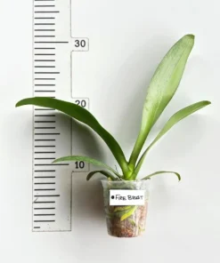 Alternative view of Phalaenopsis Fire Burst Blooming Size