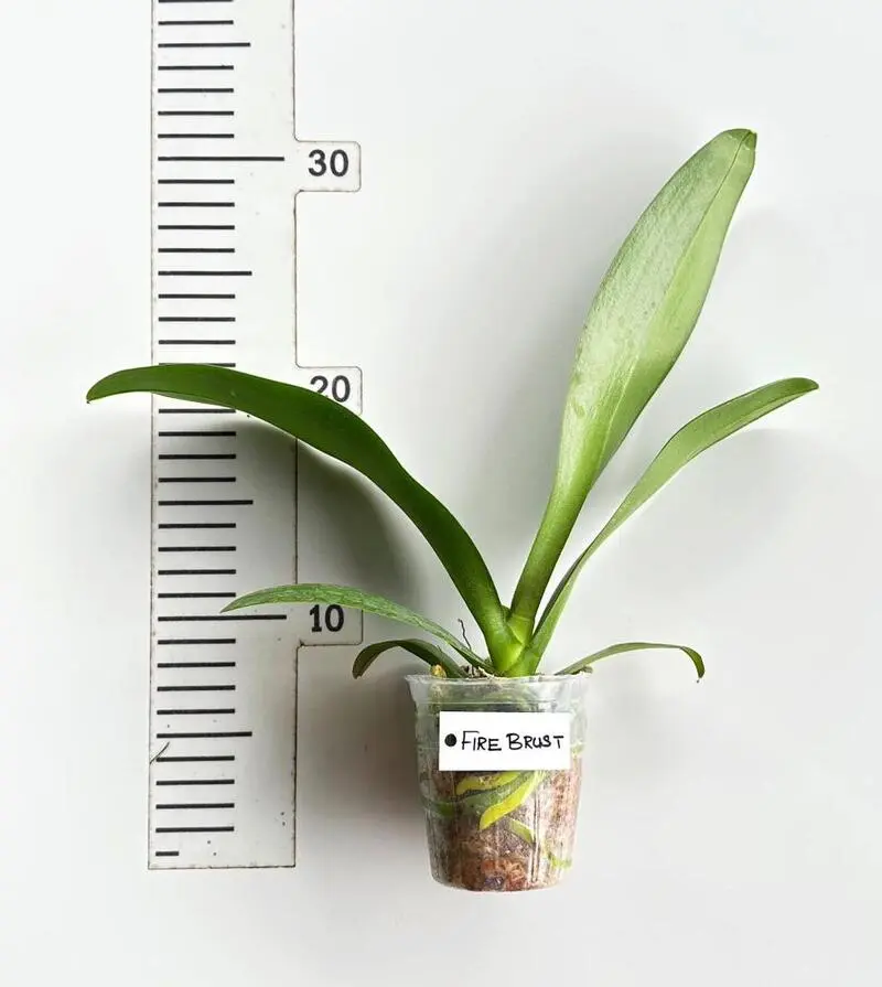 Phalaenopsis Fire Burst Blooming Size - Image 2