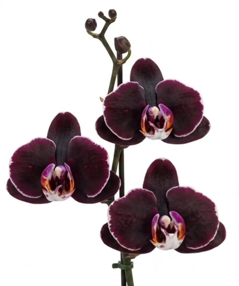 Phalaenopsis Dark Chocolate Blooming Size