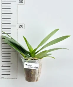 Alternative view of Phalaenopsis Dark Chocolate Blooming Size