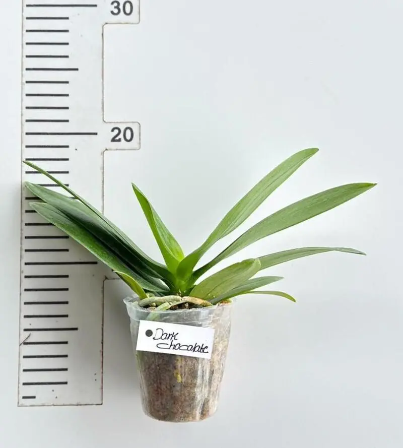 Phalaenopsis Dark Chocolate Blooming Size - Image 2