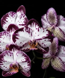 Phalaenopsis Star Stone Blooming Size