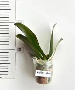 Alternative view of Phalaenopsis Star Stone Blooming Size