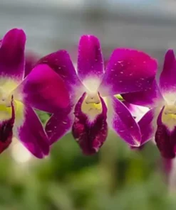 Sonia Red Seedling