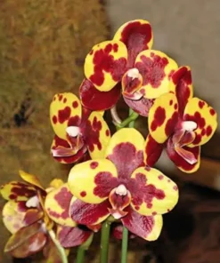Phalaenopsis Golden Jaguar Blooming Size