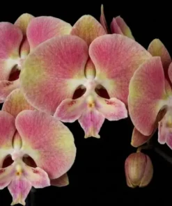 Phalaenopsis Pink Coral Blooming Size
