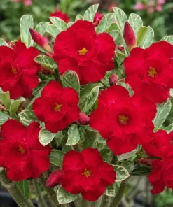 Adenium Crimson Charm (PPA106)