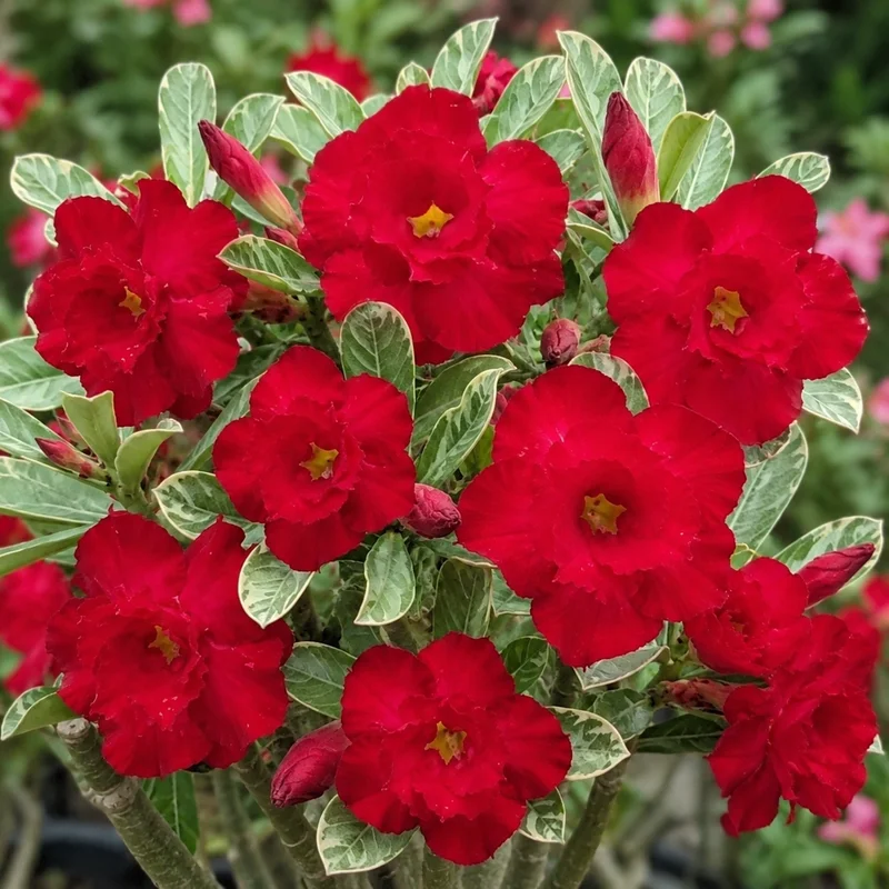 Adenium Crimson Charm (PPA106)