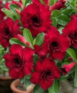 Adenium Ruby Noir (PPA26)