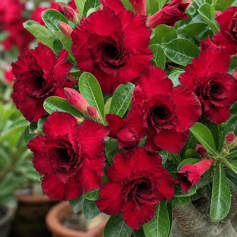 Adenium Ruby Noir (PPA26)