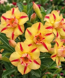 Adenium Sunset Streak (PPA58)