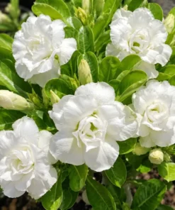 Adenium Snow Blossom (PPA21)