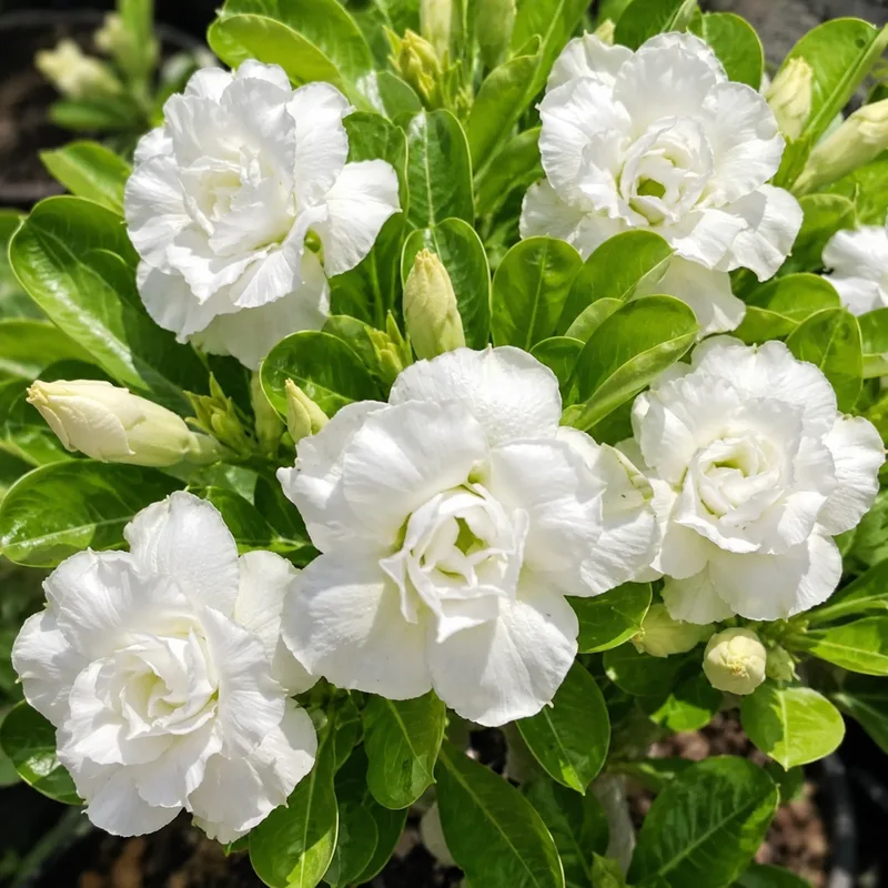 Adenium Snow Blossom (PPA21)