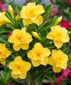 Adenium Lemon Glow (PPA57)
