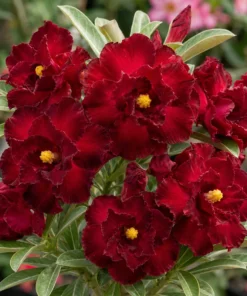 Adenium Ruby Royale (PPA42)