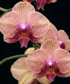 Phalaenopsis Peach Stardust (PP310) Blooming Size