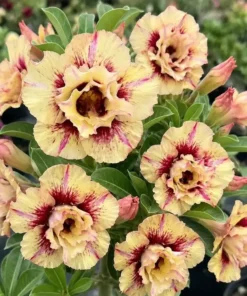 Adenium Peach Merlot (PPA55)