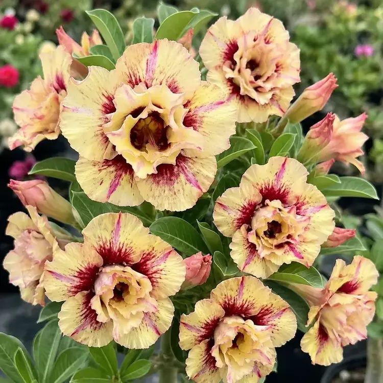Adenium Peach Merlot (PPA55)