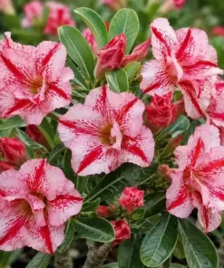 Adenium Cherry Splash (PPA35)