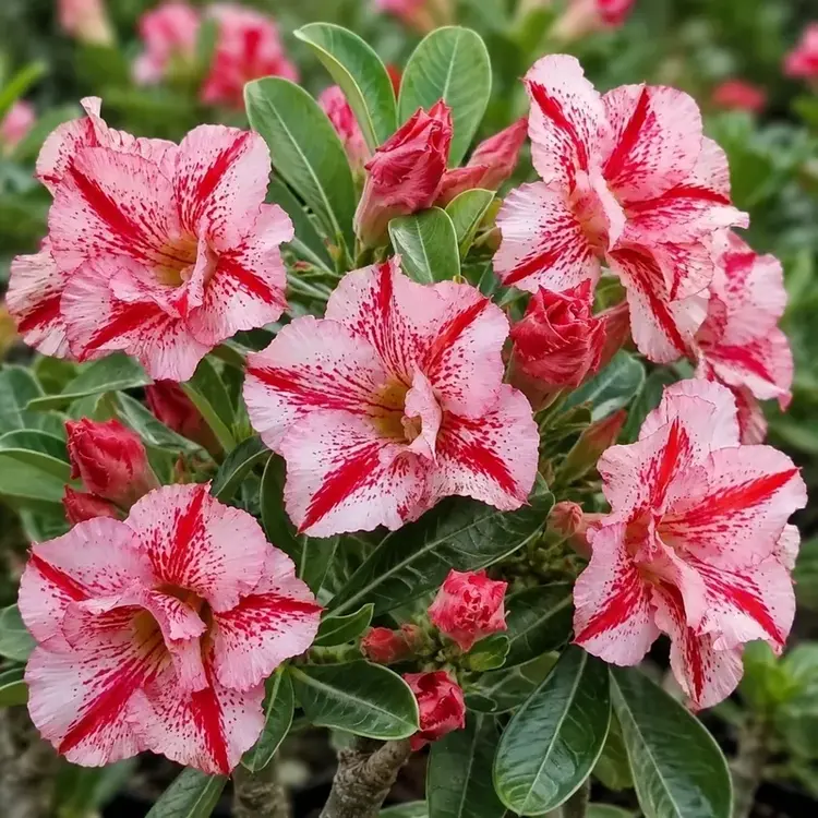 Adenium Cherry Splash (PPA35)