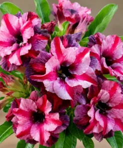 Adenium Pink Velvet Twist (PPA199)