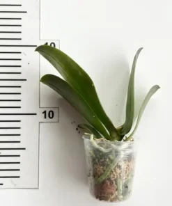 Alternative view of Phalaenopsis Wine Splash Blooming Size