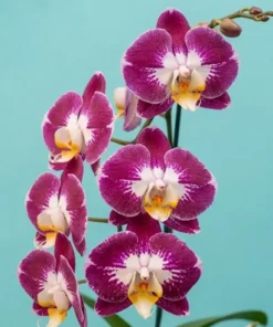 Phalaenopsis Wine Splash Blooming Size